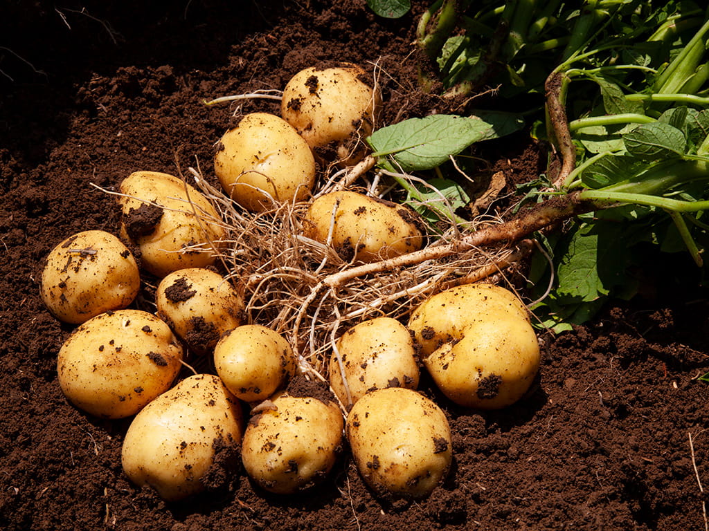 Patates tohumları satışta!